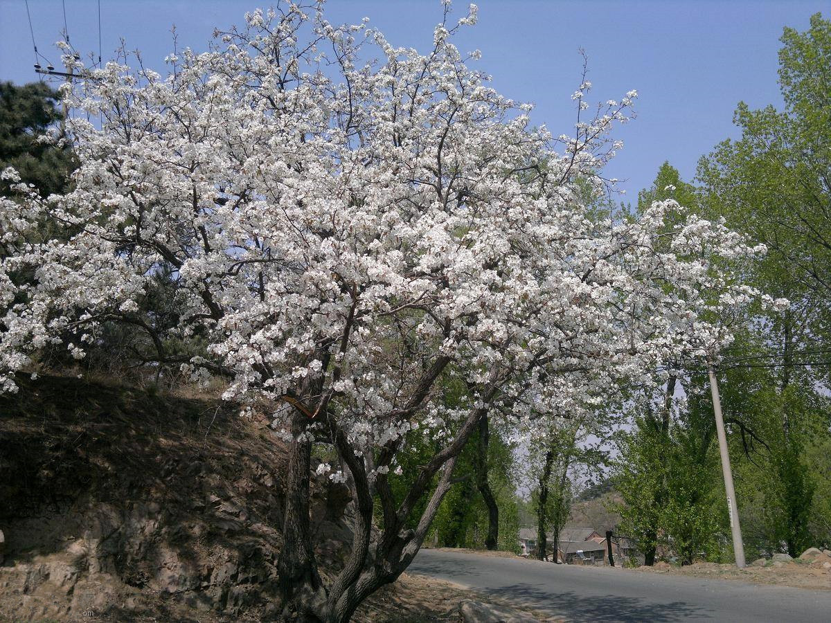 一树梨花压海棠是什么意思