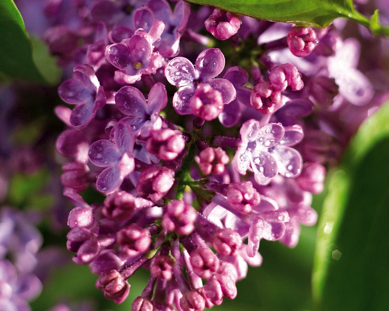 丁香花是什么颜色的