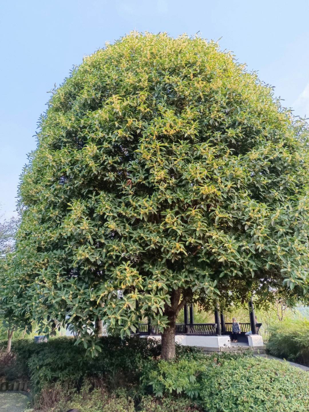 桂花树的风水禁忌