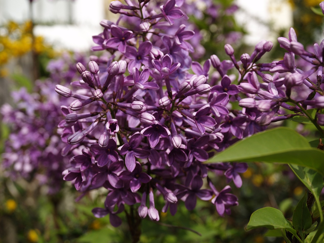 色丁香花 丁香花是什么颜色的