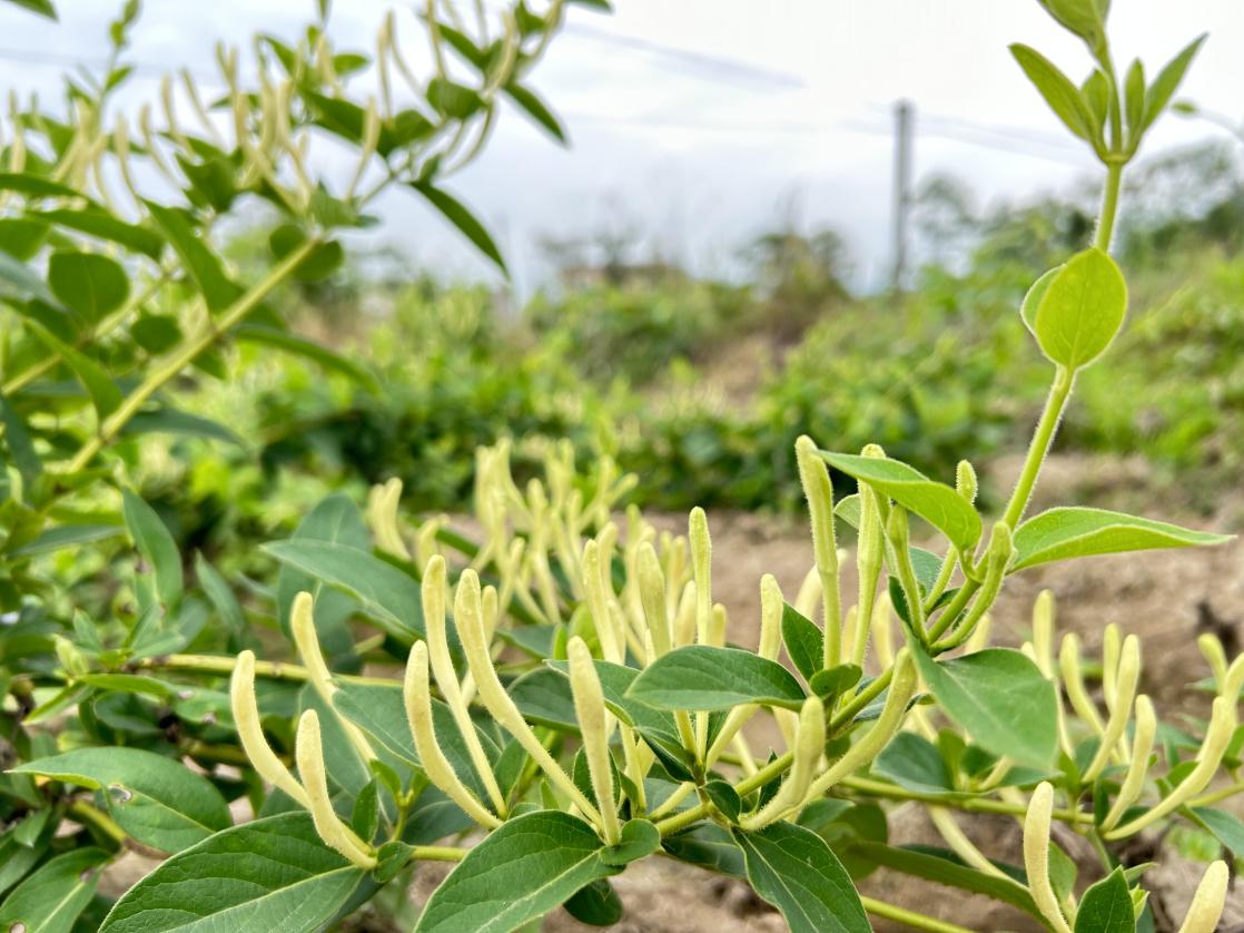 金银花亩产量 金银花亩产量是多少