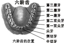 六龄齿，一起了解一下吧