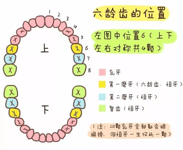 六龄齿，一起了解一下吧