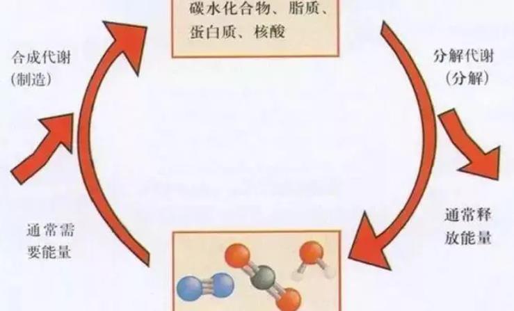 提高新陈代谢，让你保持完美身材