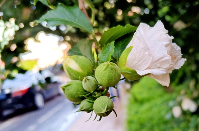 舌苔发黄怎么调理改善？舌苔发黄天天跑步能改善吗？来看看怎么说！