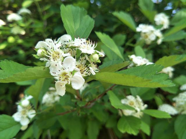 槐花和荠菜能一起吃吗?洋槐花和荠菜相克吗?看完不迷茫!