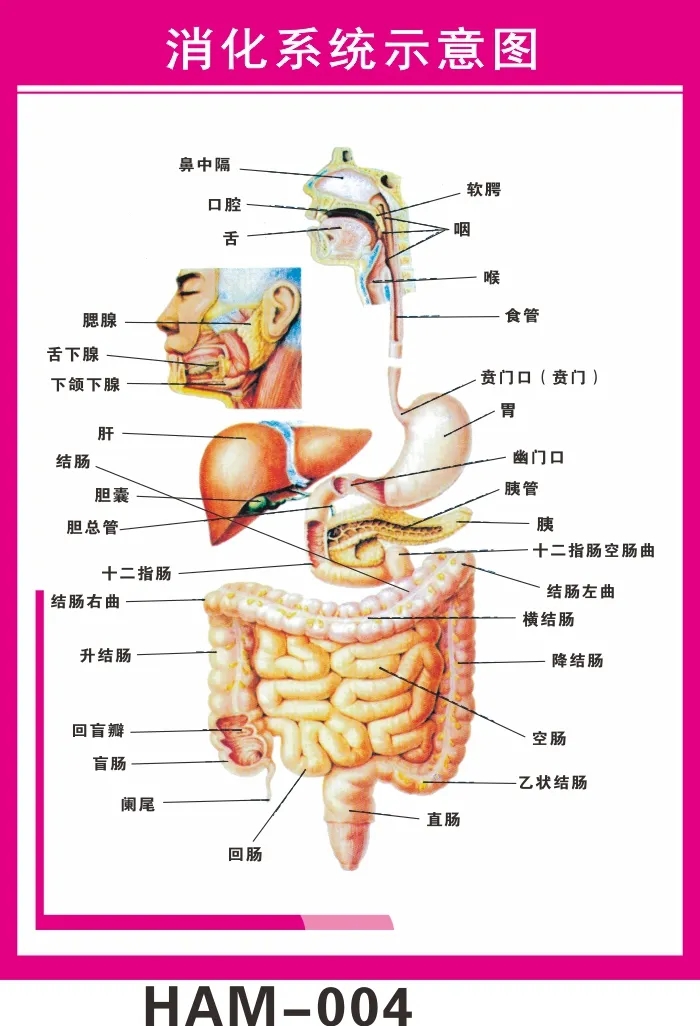 五脏六腑器官分布图