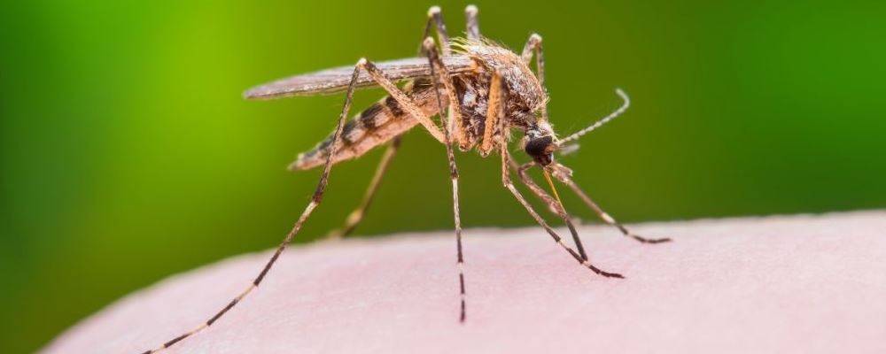 蚊子成人类顶级掠食者 怎么防止蚊虫叮咬 有哪些防蚊灭蚊措施