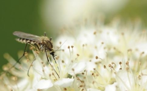 泰43人死于登革热 登革热的症状 登革热如何预防